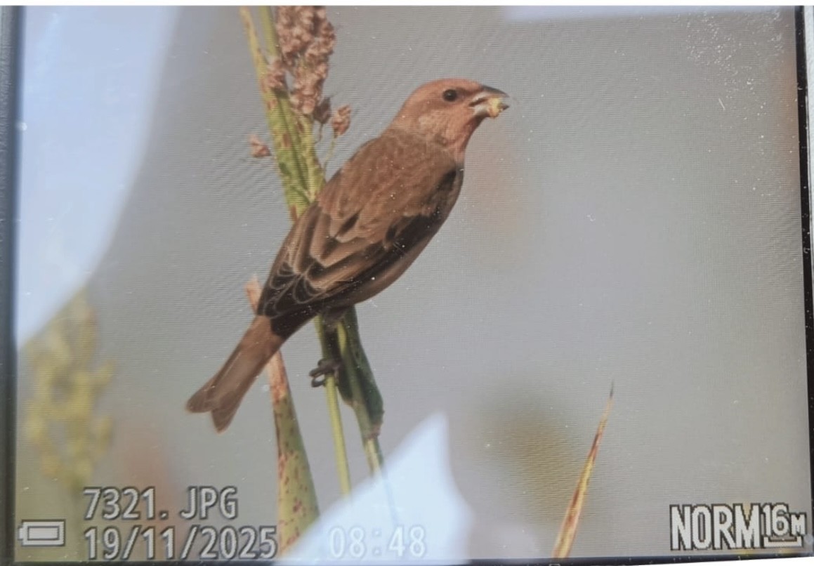 hýl rudý - ML645487603