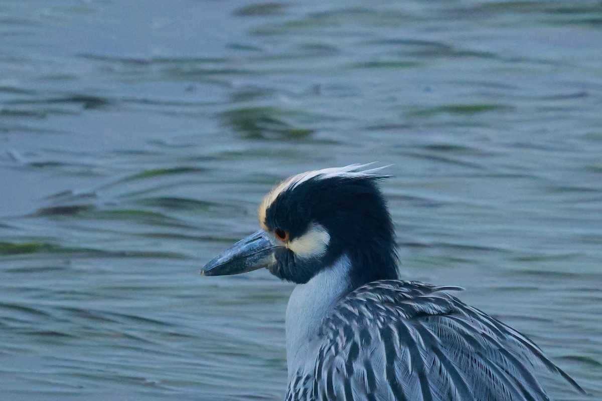 kvakoš žlutočelý - ML645487606