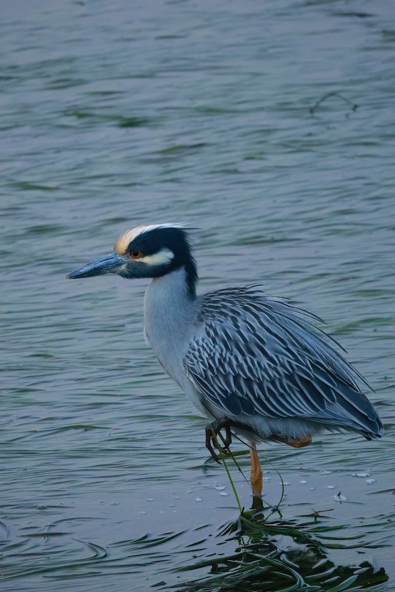 kvakoš žlutočelý - ML645487607