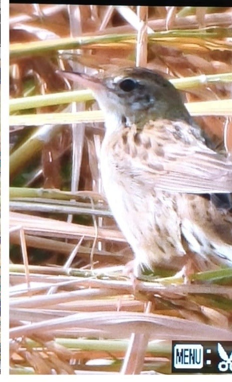 cvrčilka zelená - ML645487608