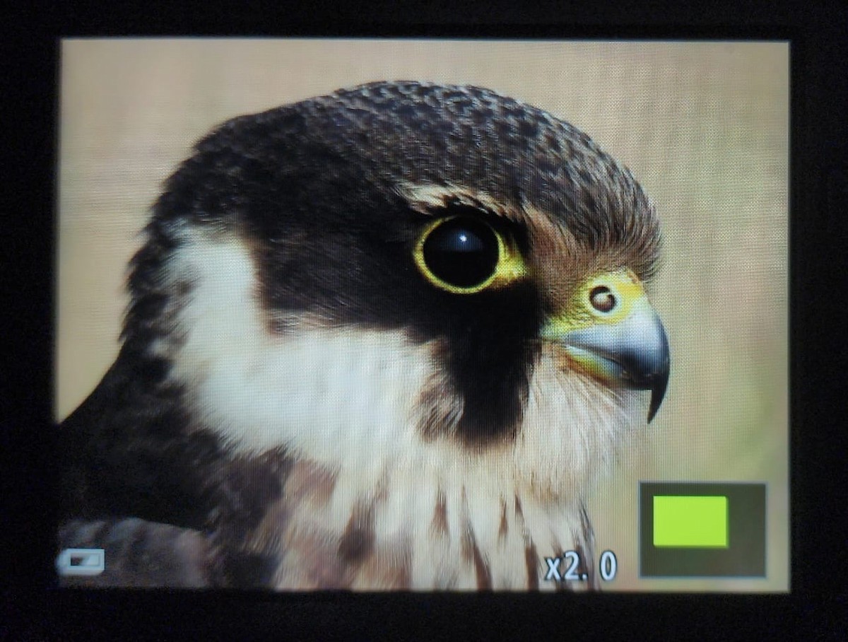 ostříž lesní - ML645487612