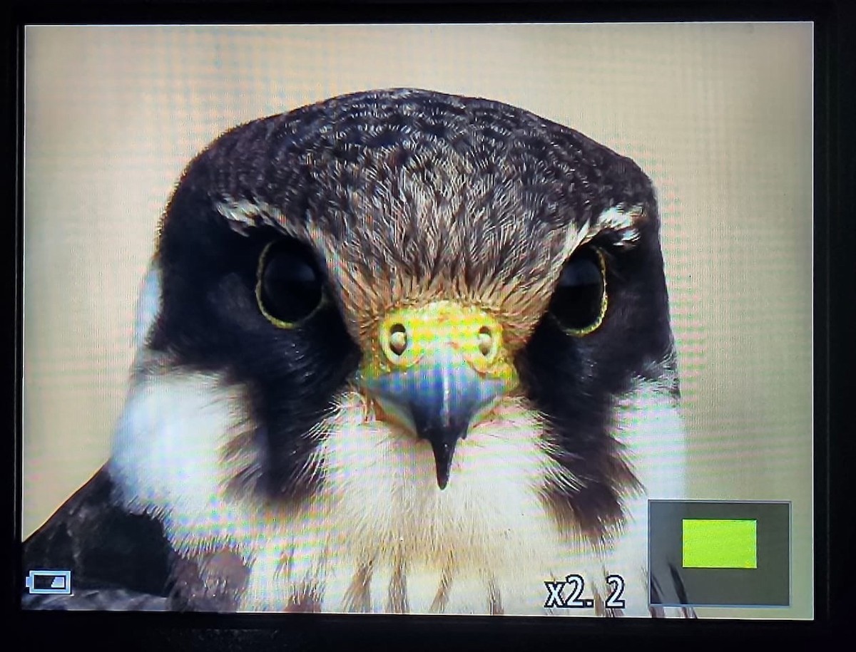 ostříž lesní - ML645487613