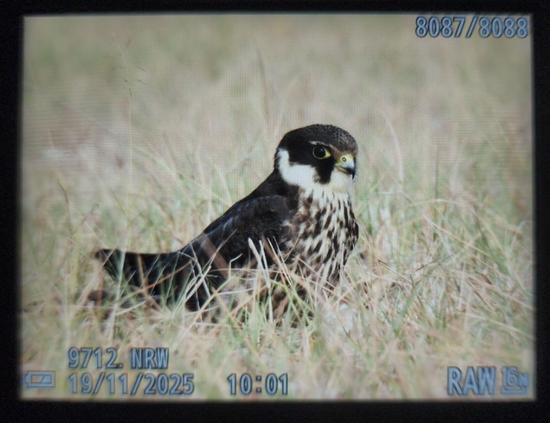 ostříž lesní - ML645487614