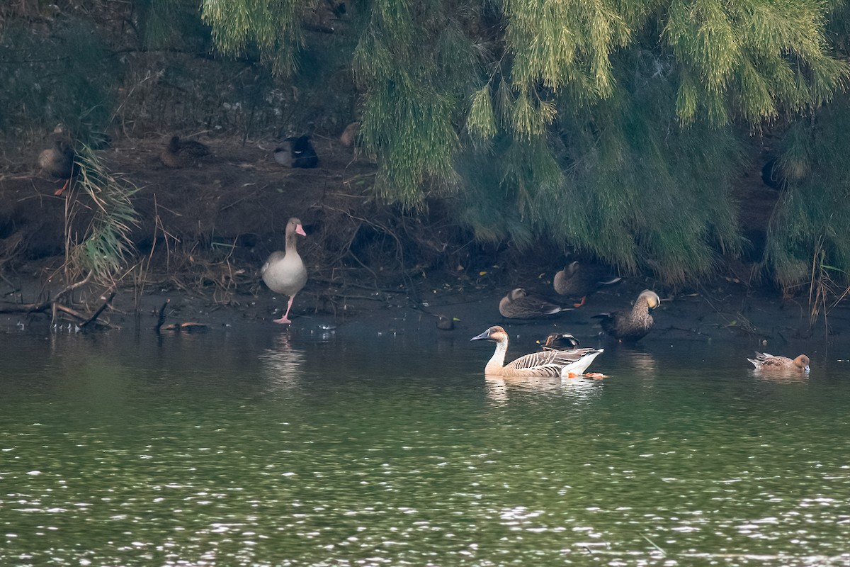 Çin Kazı - ML645487618