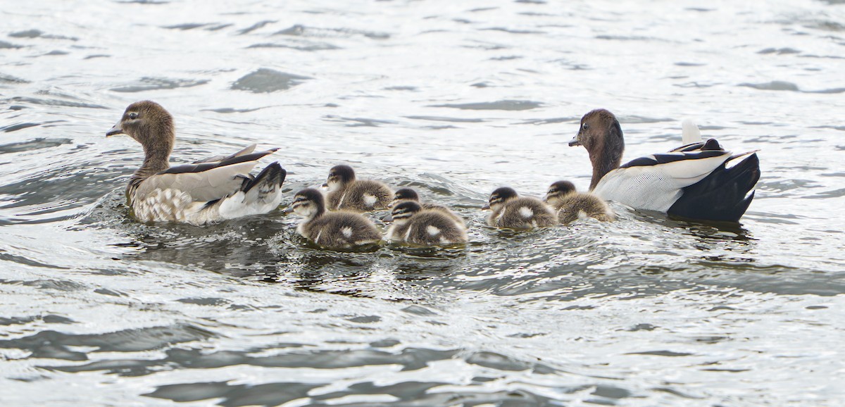 Maned Duck - ML645487628