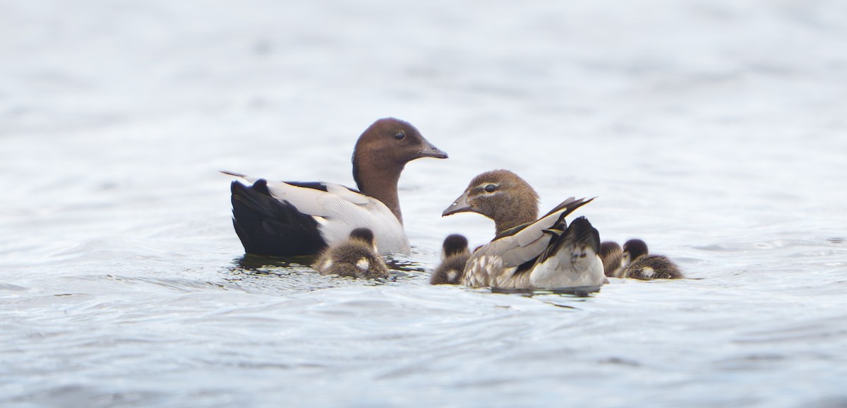 Maned Duck - ML645487629