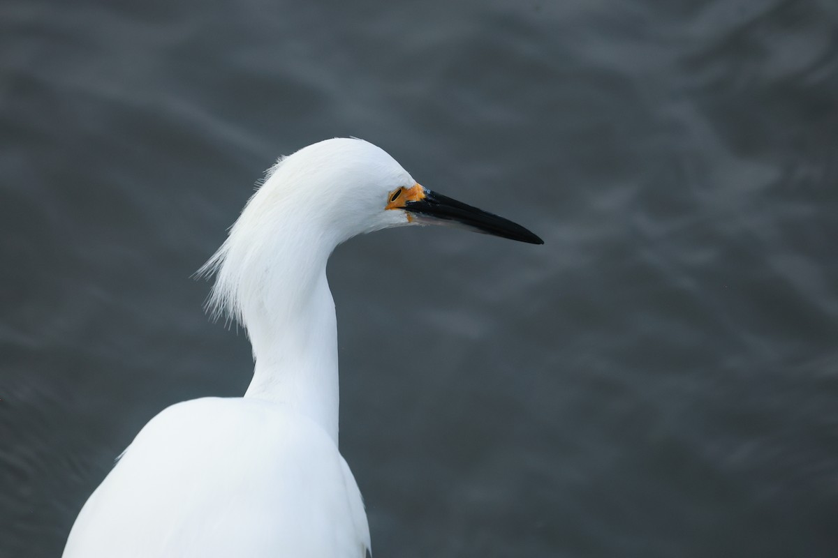 Snowy Egret - ML645487631