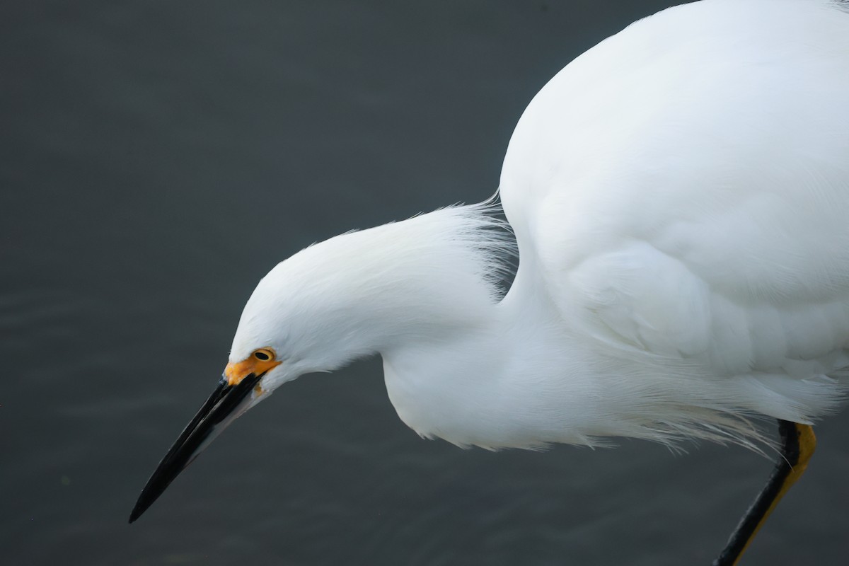Snowy Egret - ML645487632