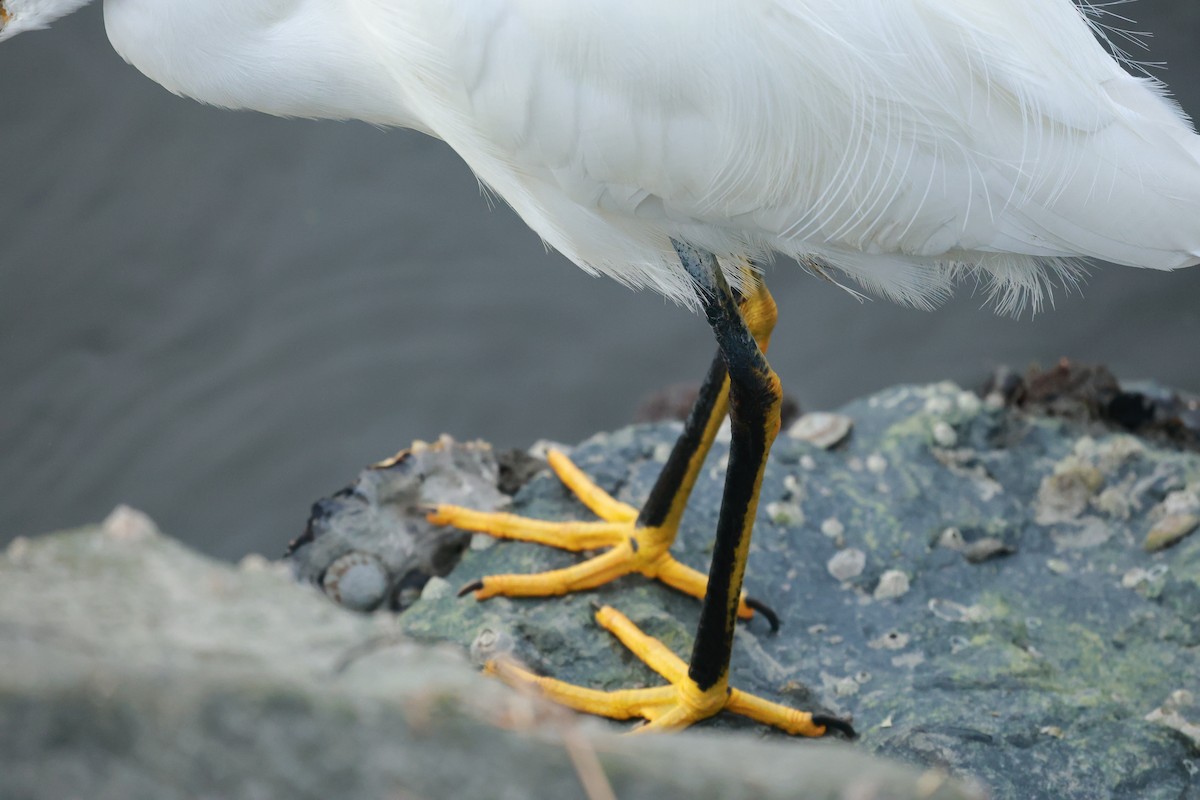 Snowy Egret - ML645487633