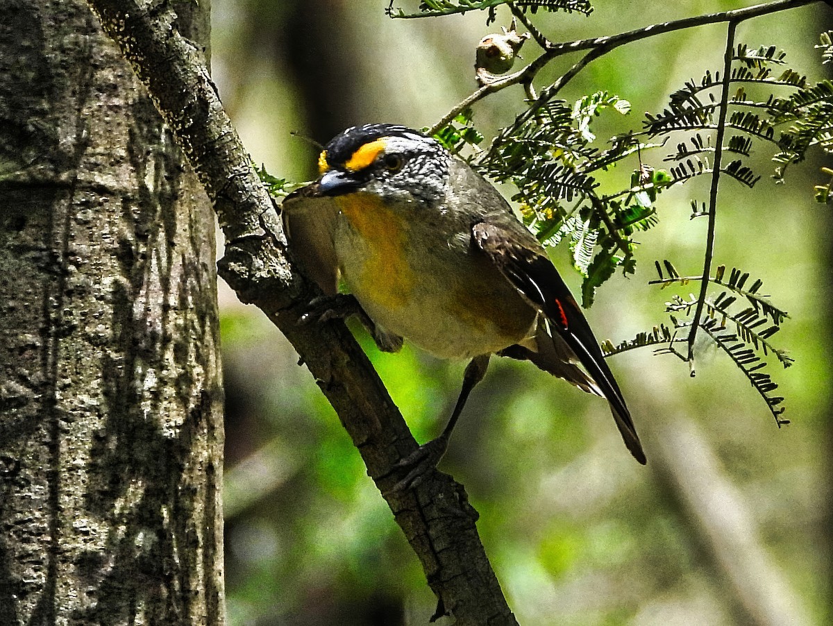 Striated Pardalote (Eastern) - ML645487634