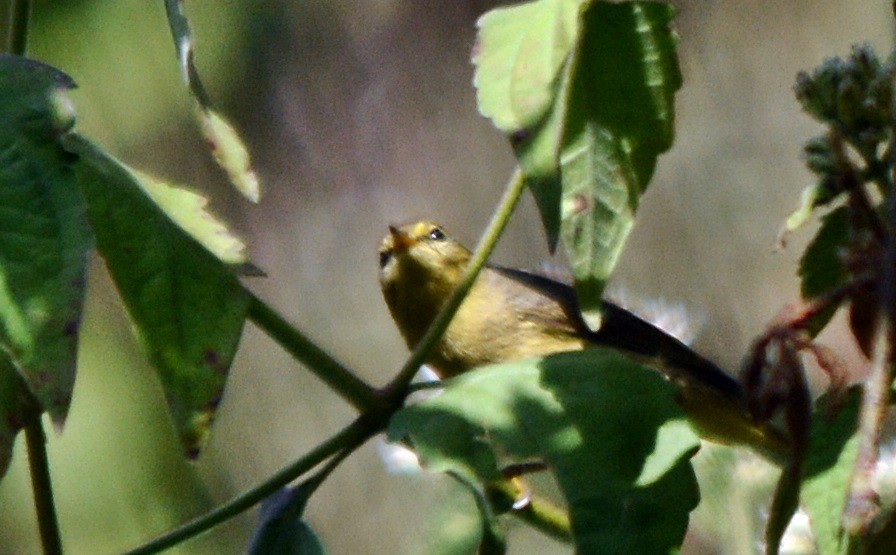 Tickell's Leaf Warbler - ML645487638