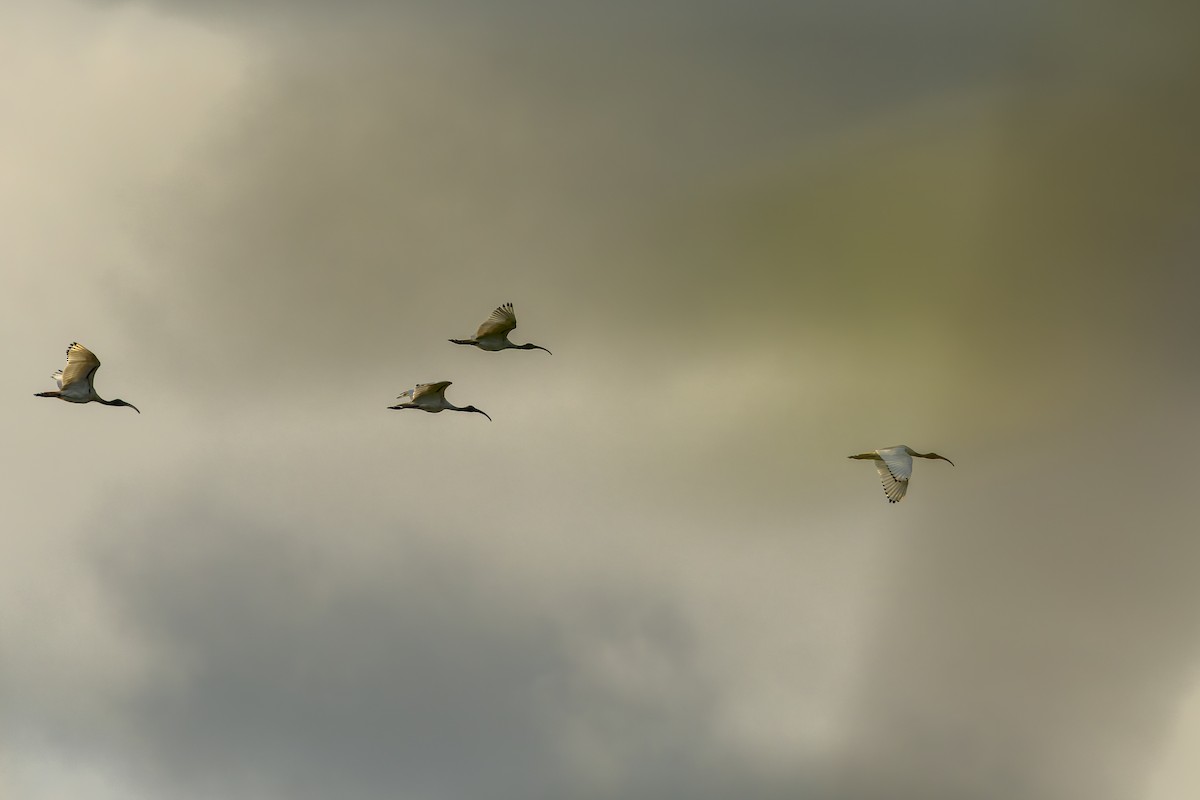 Australian Ibis - ML645487640