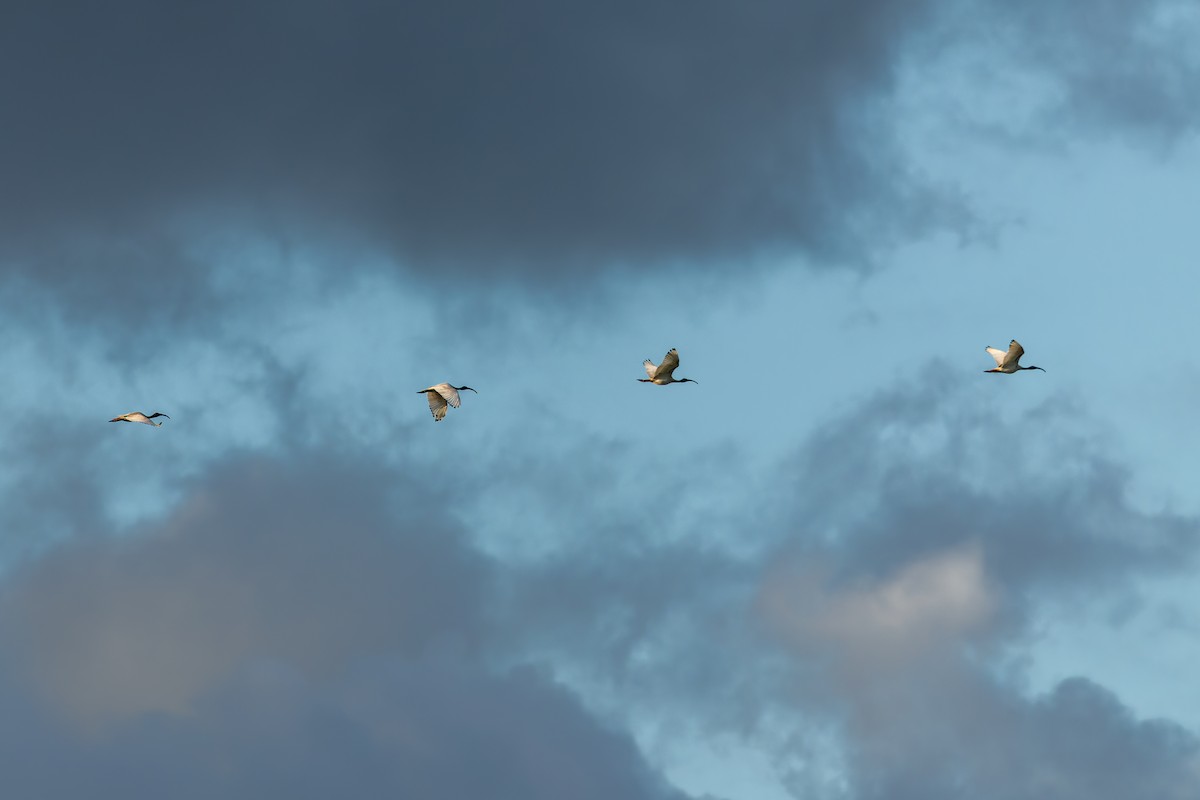 Australian Ibis - ML645487641