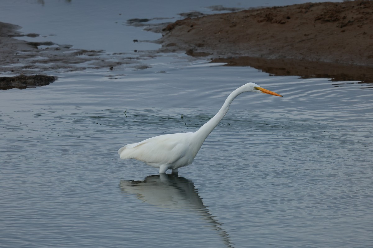 Great Egret - ML645487642