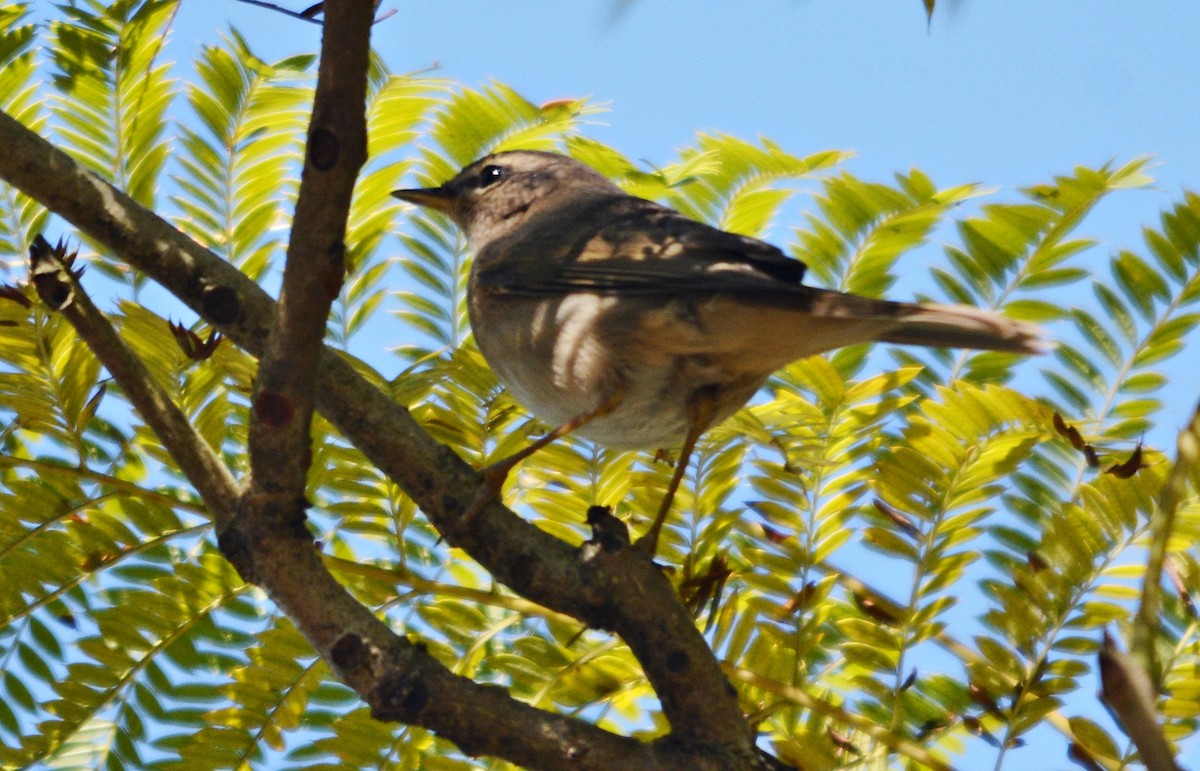 Dusky Warbler - ML645487643
