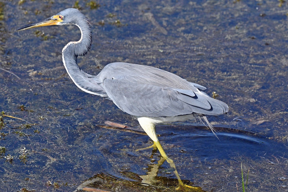 Tricolored Heron - ML645487646