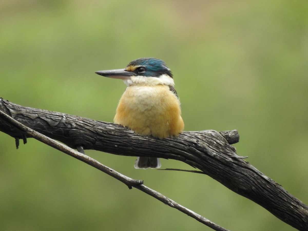 Sacred Kingfisher - ML645487647