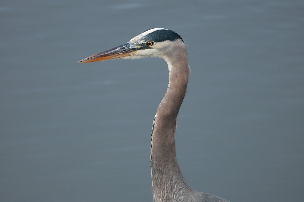 Great Blue Heron - ML645487648
