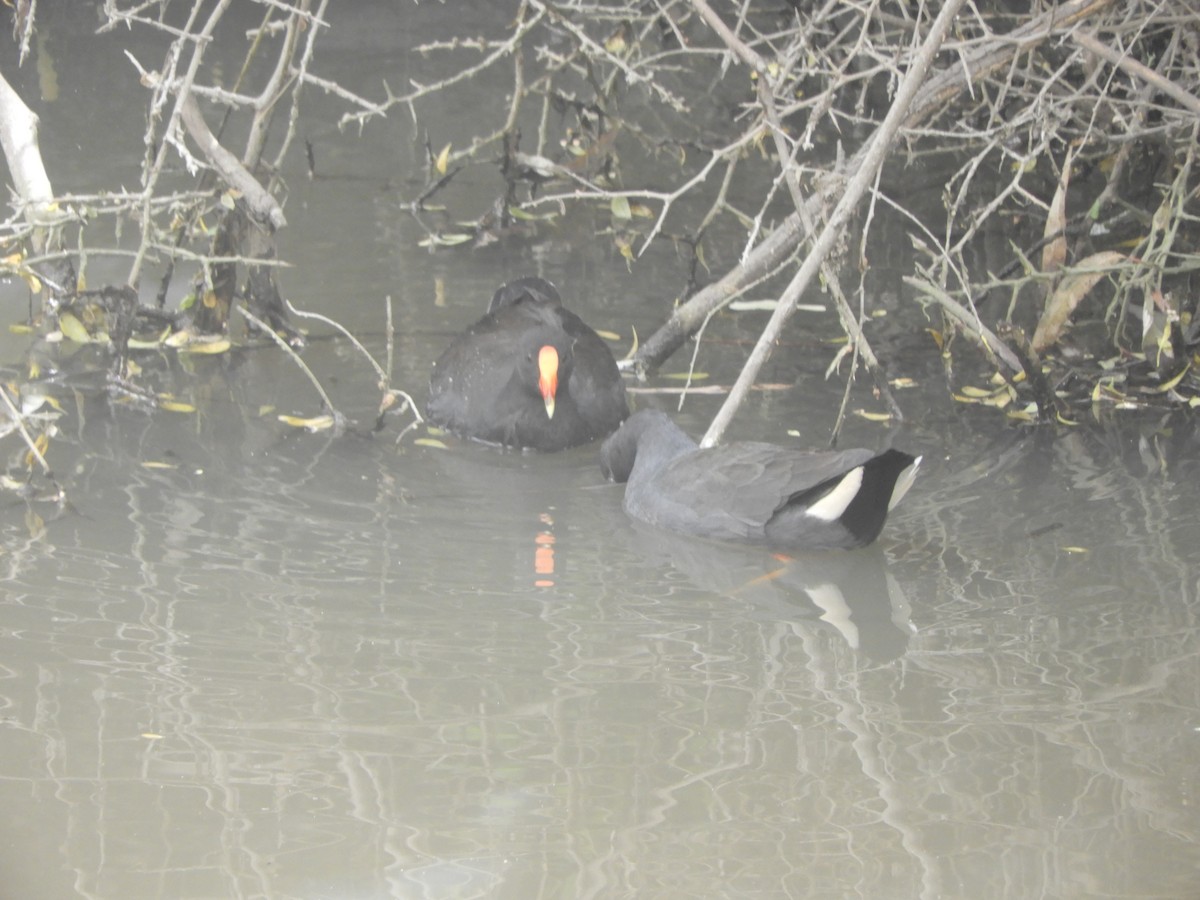 Dusky Moorhen - ML645487649