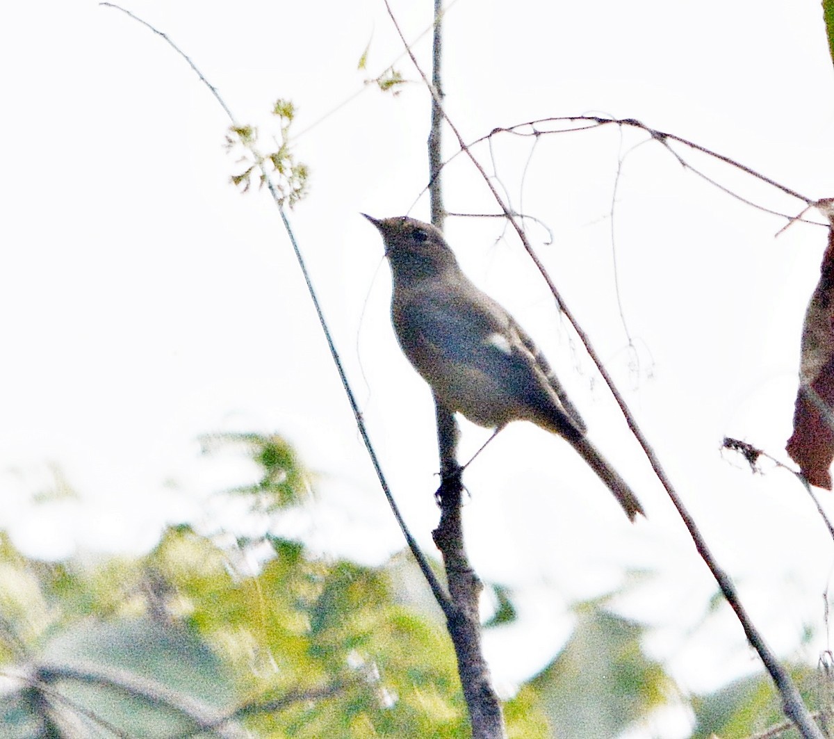 Daurian Redstart - ML645487650