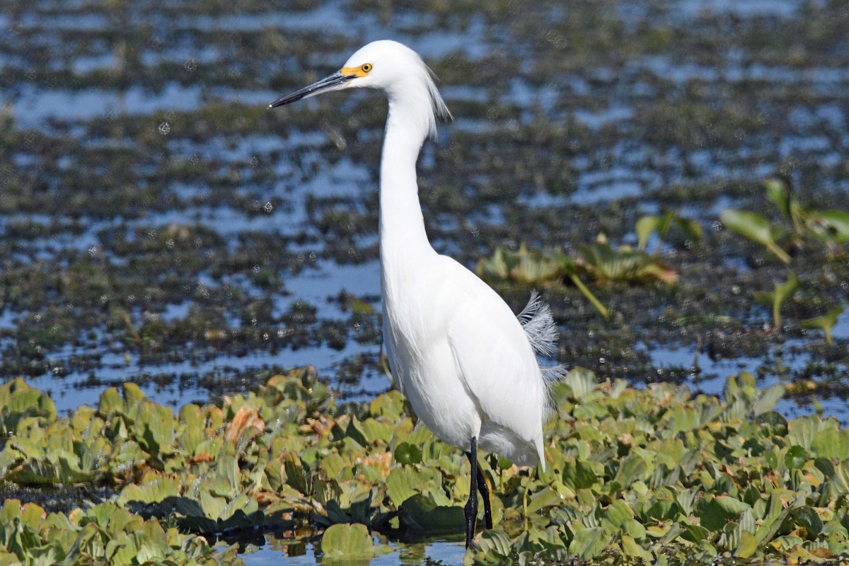 Snowy Egret - ML645487651