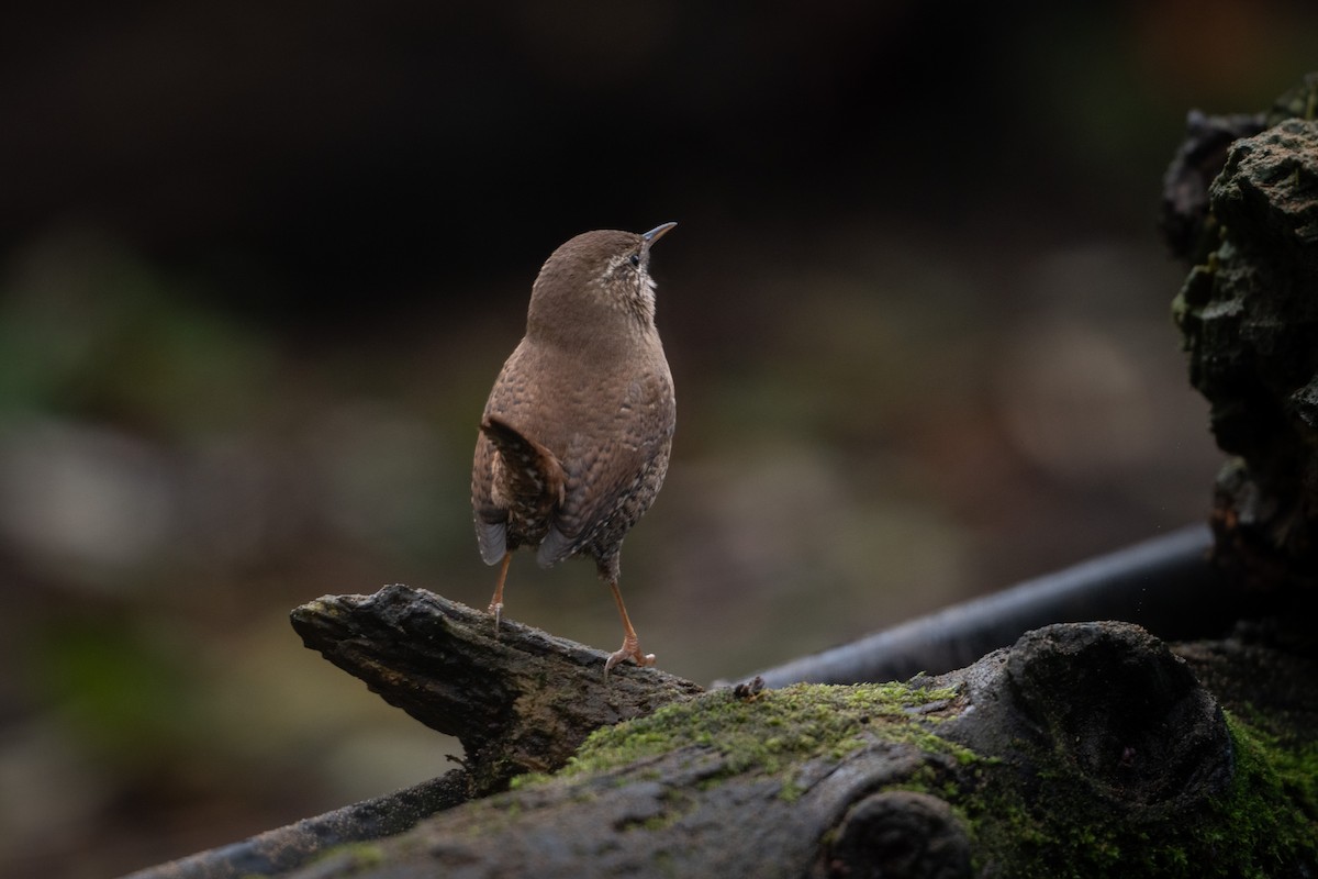 Eurasian Wren - ML645487654