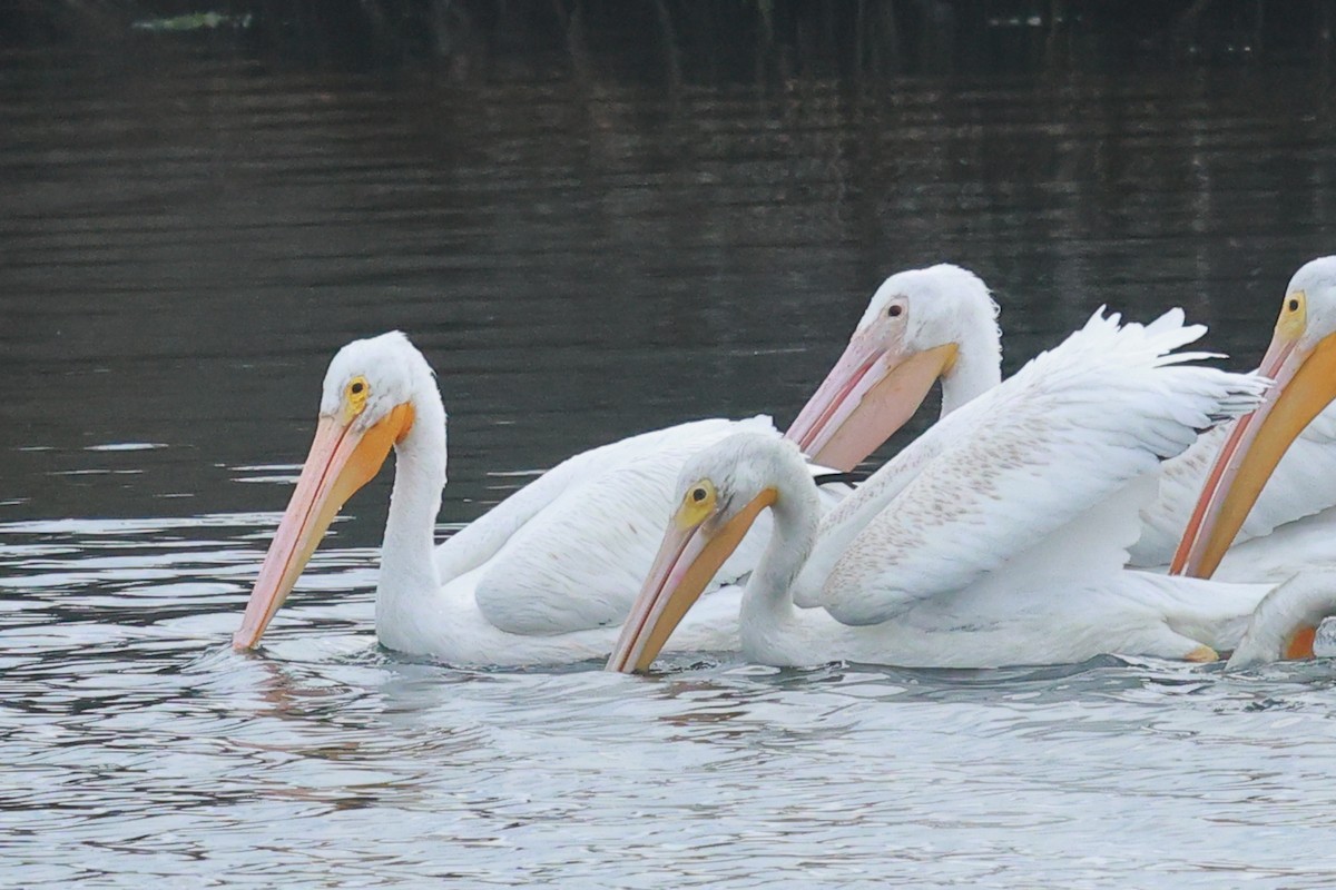 American White Pelican - ML645487655