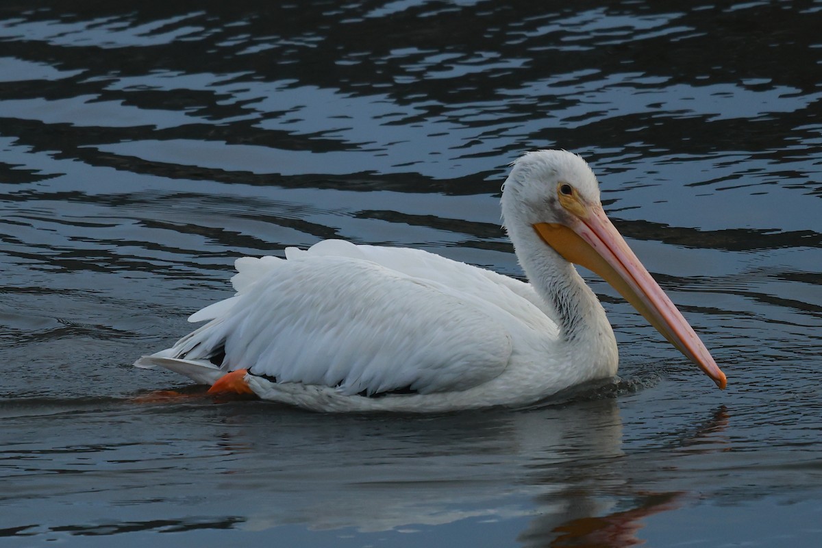 American White Pelican - ML645487656