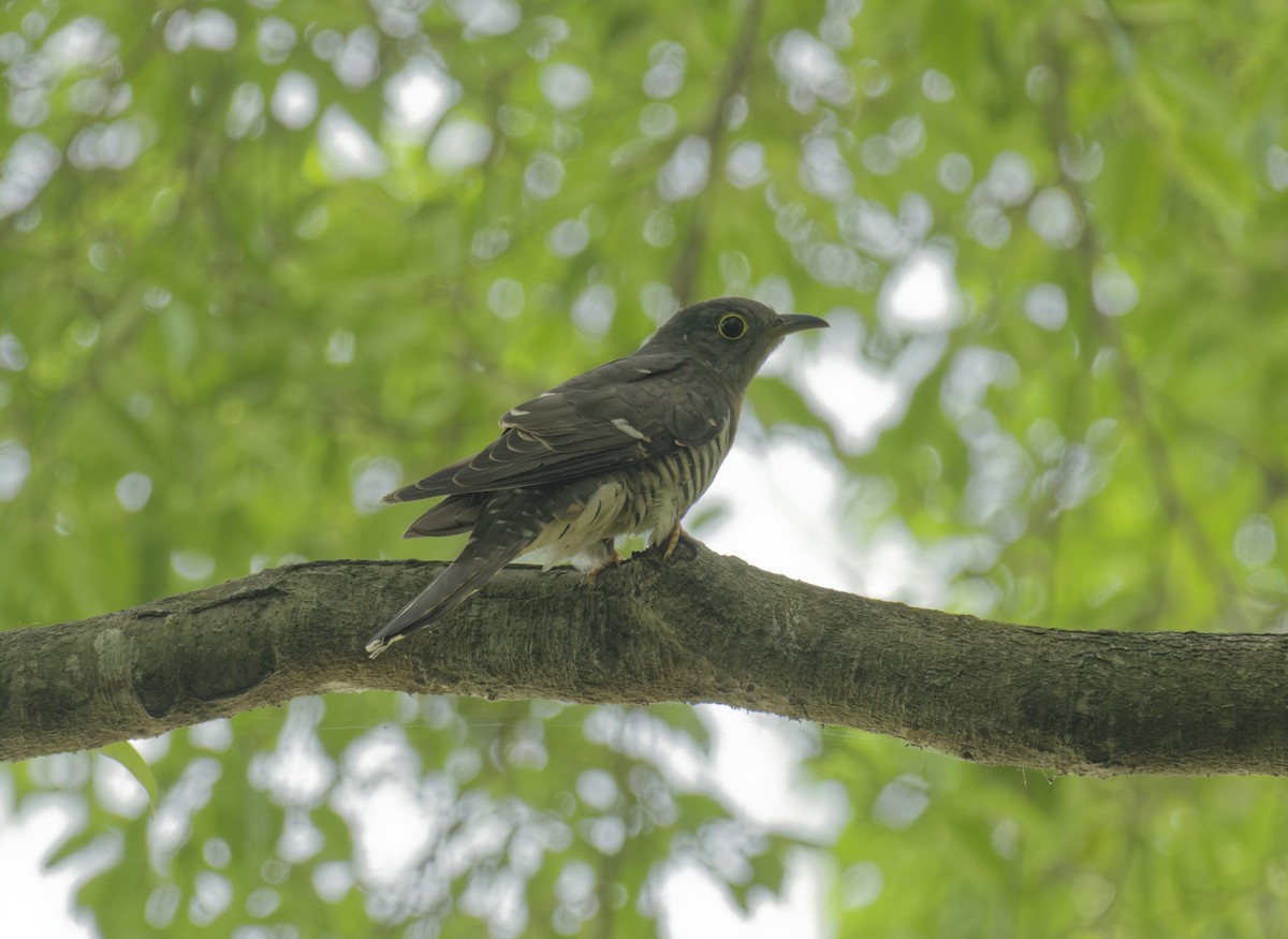 Indian Cuckoo - ML645487659