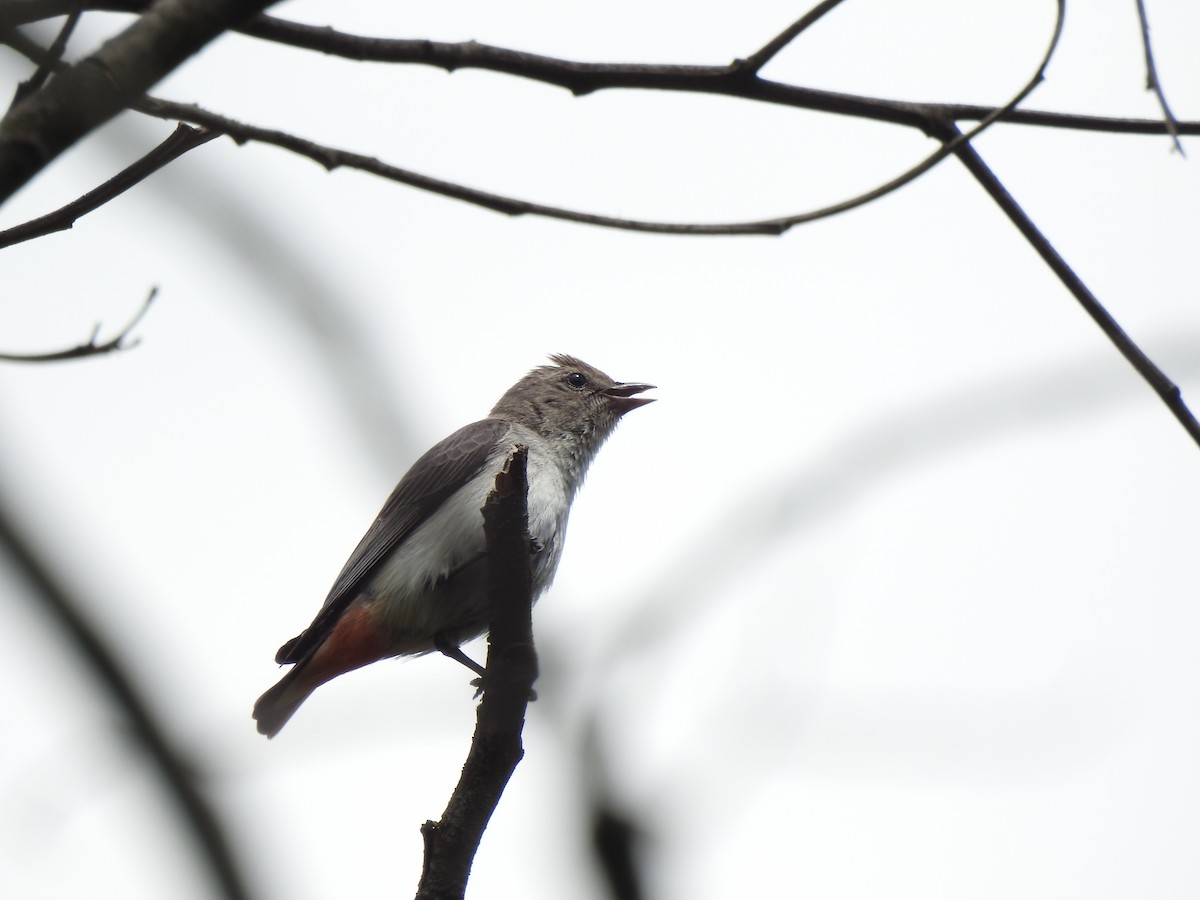 Mistletoebird - ML645487660