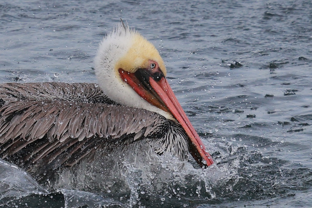 Brown Pelican - ML645487661