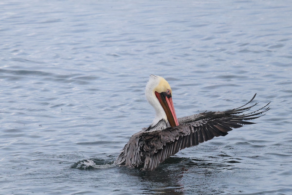 Brown Pelican - ML645487662