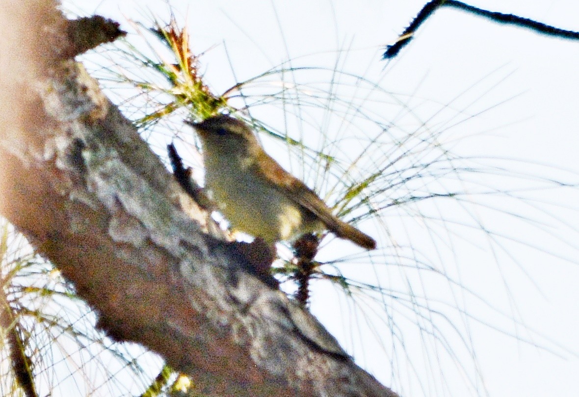 Yellow-browed Warbler - ML645487665