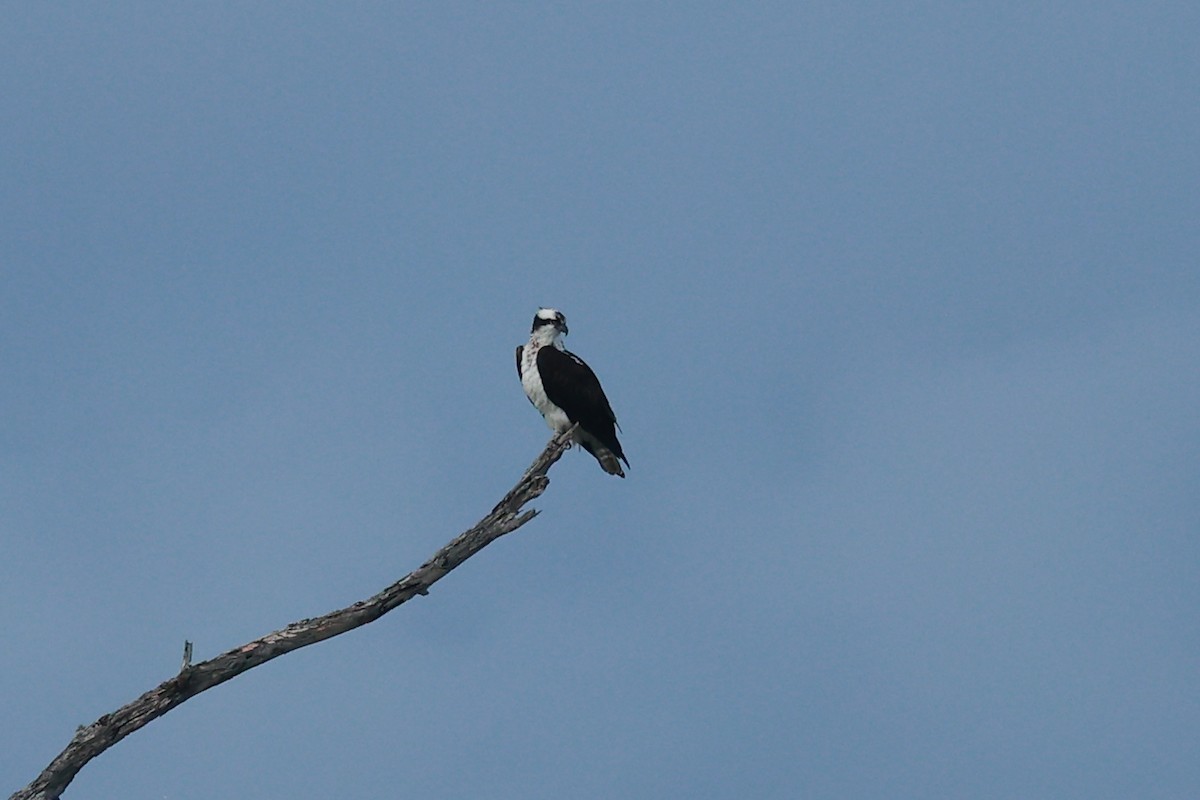 Osprey - ML645487666