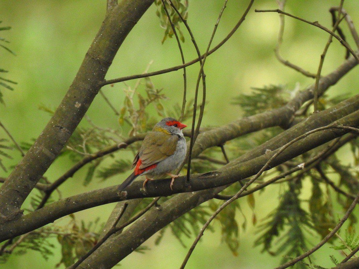 Red-browed Firetail - ML645487667