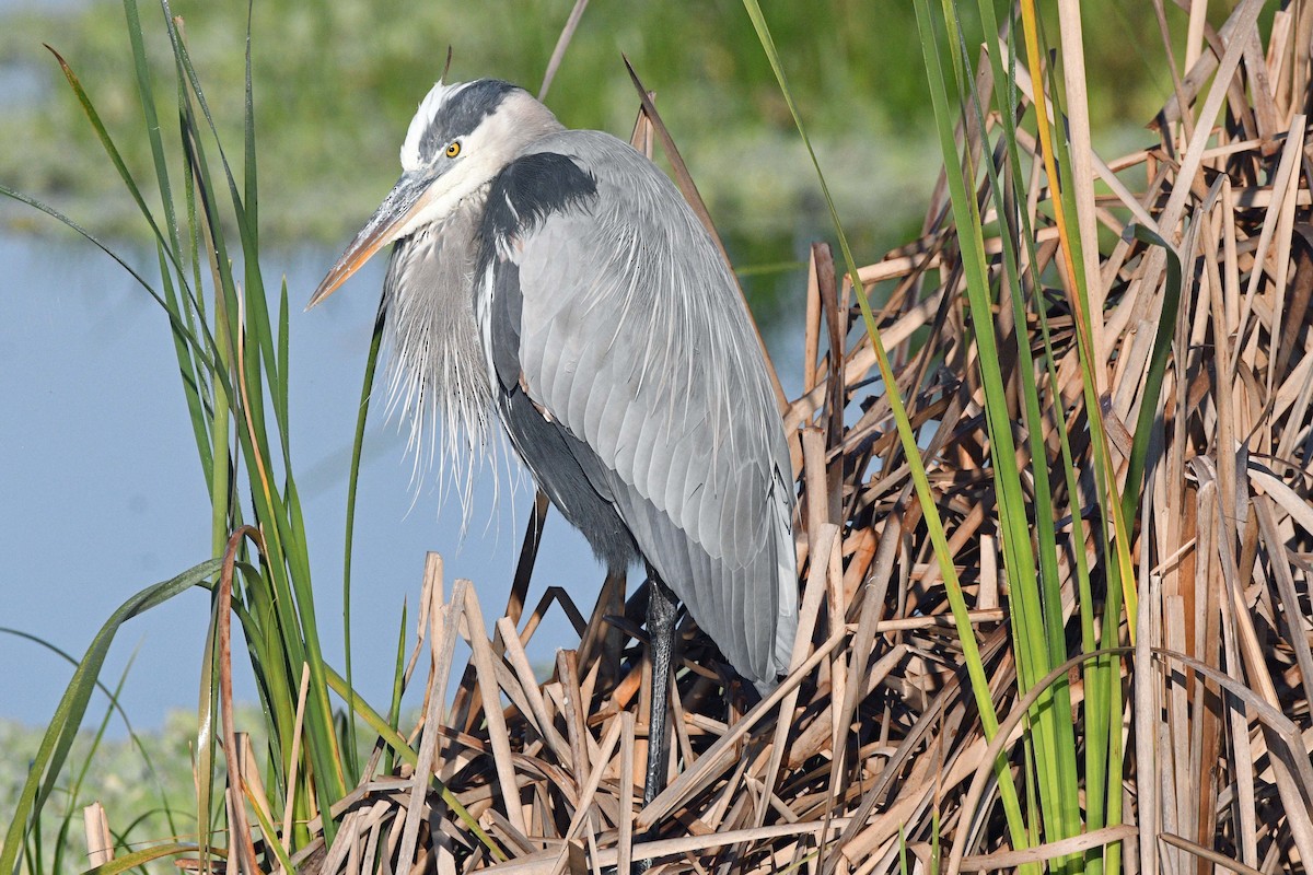 Grand Héron - ML645487681