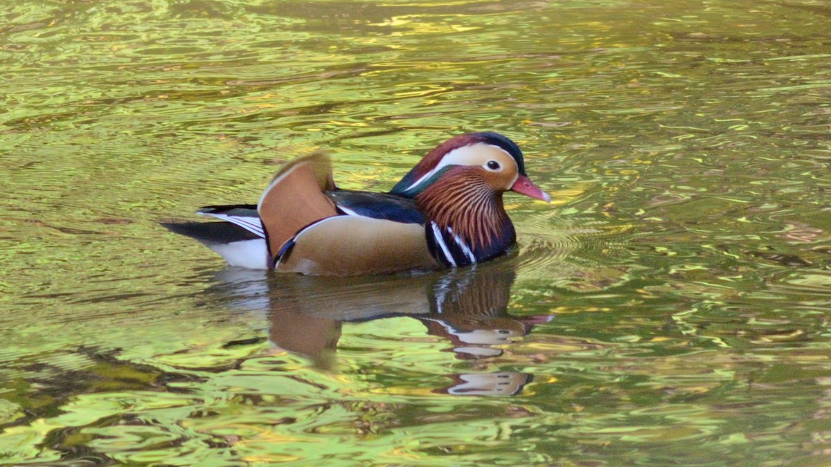 オシドリ - ML645487682