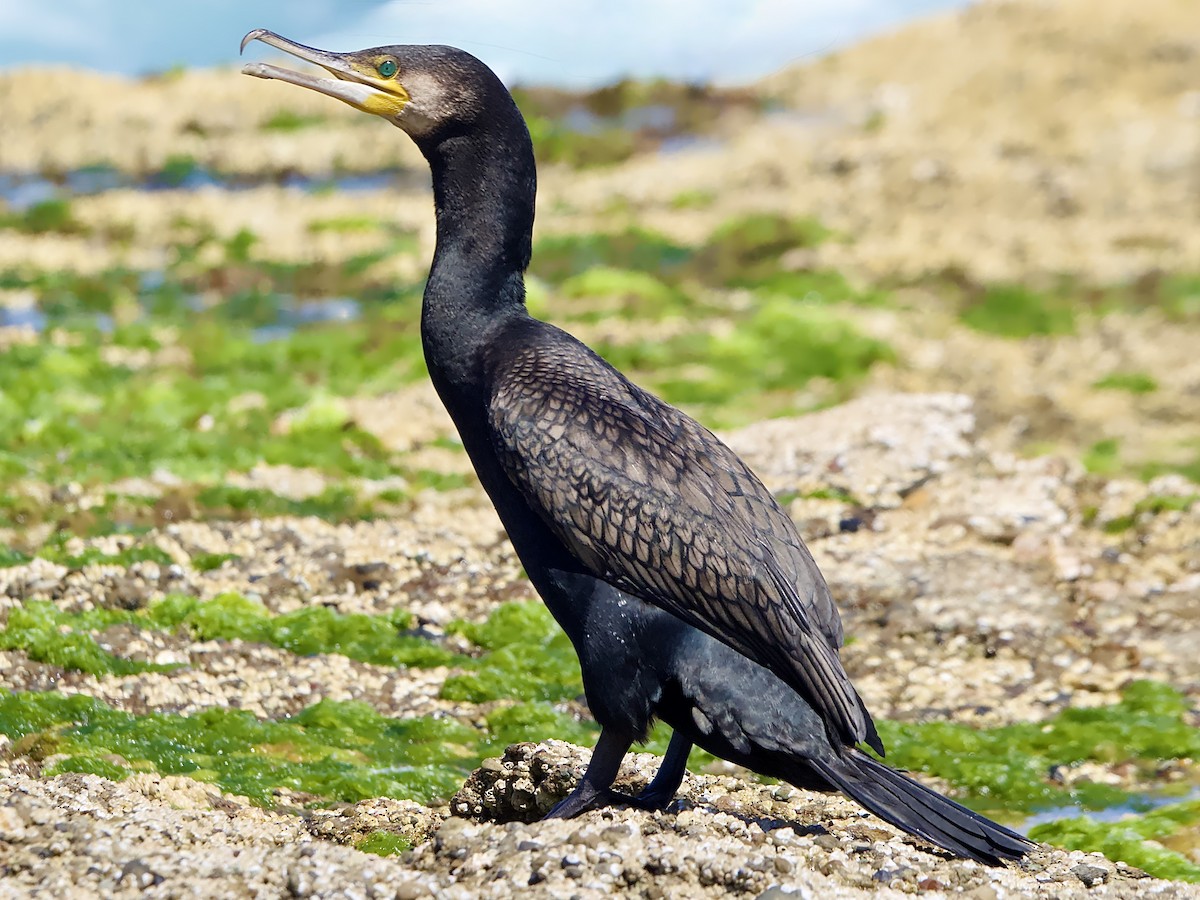 カワウ - ML645487683