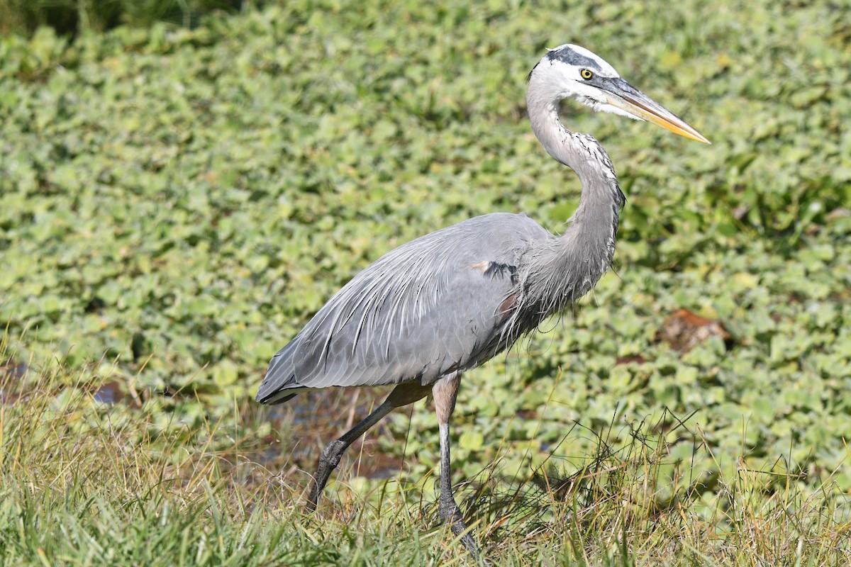 オオアオサギ - ML645487684