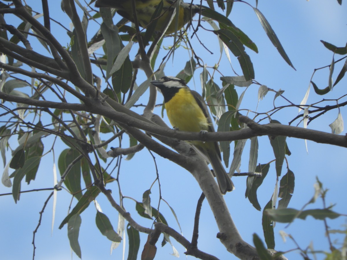 Eastern Shrike-tit - ML645487685