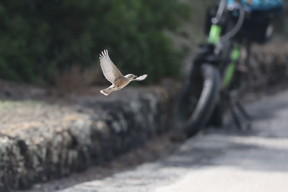 イワヒバリ - ML645487687