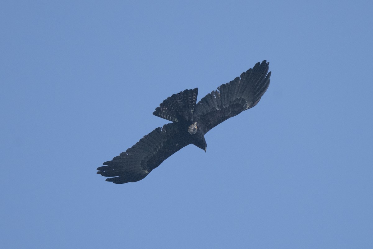 カザノワシ - ML645487690