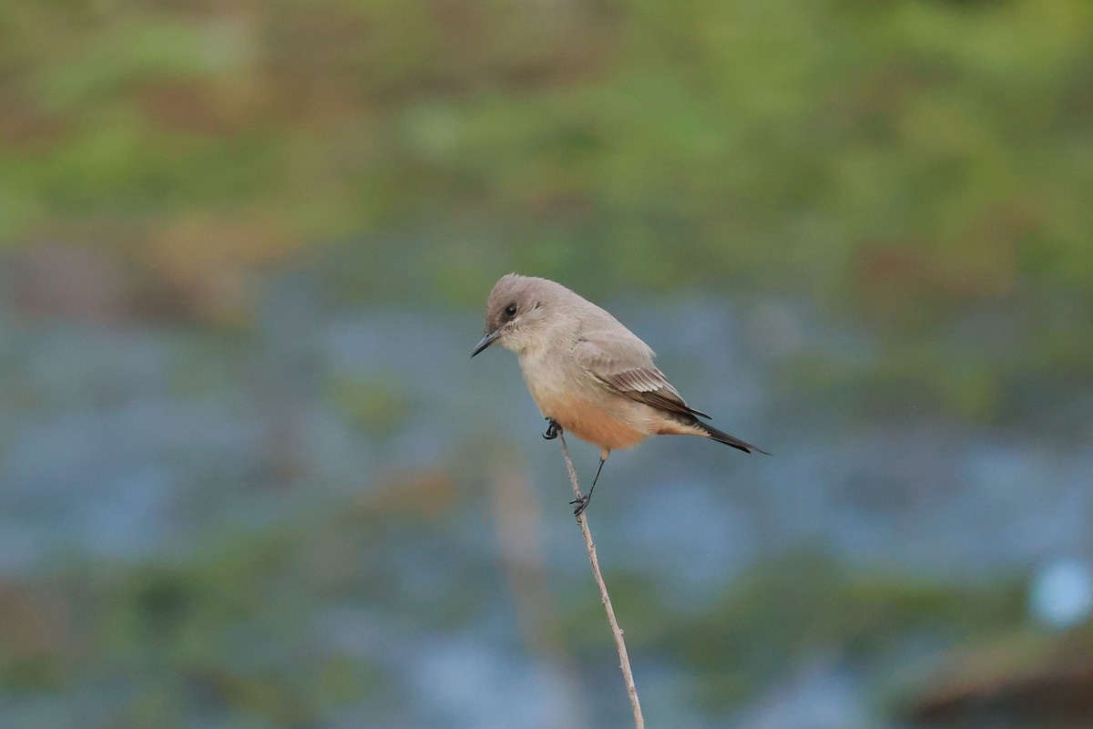 チャイロツキヒメハエトリ - ML645487691