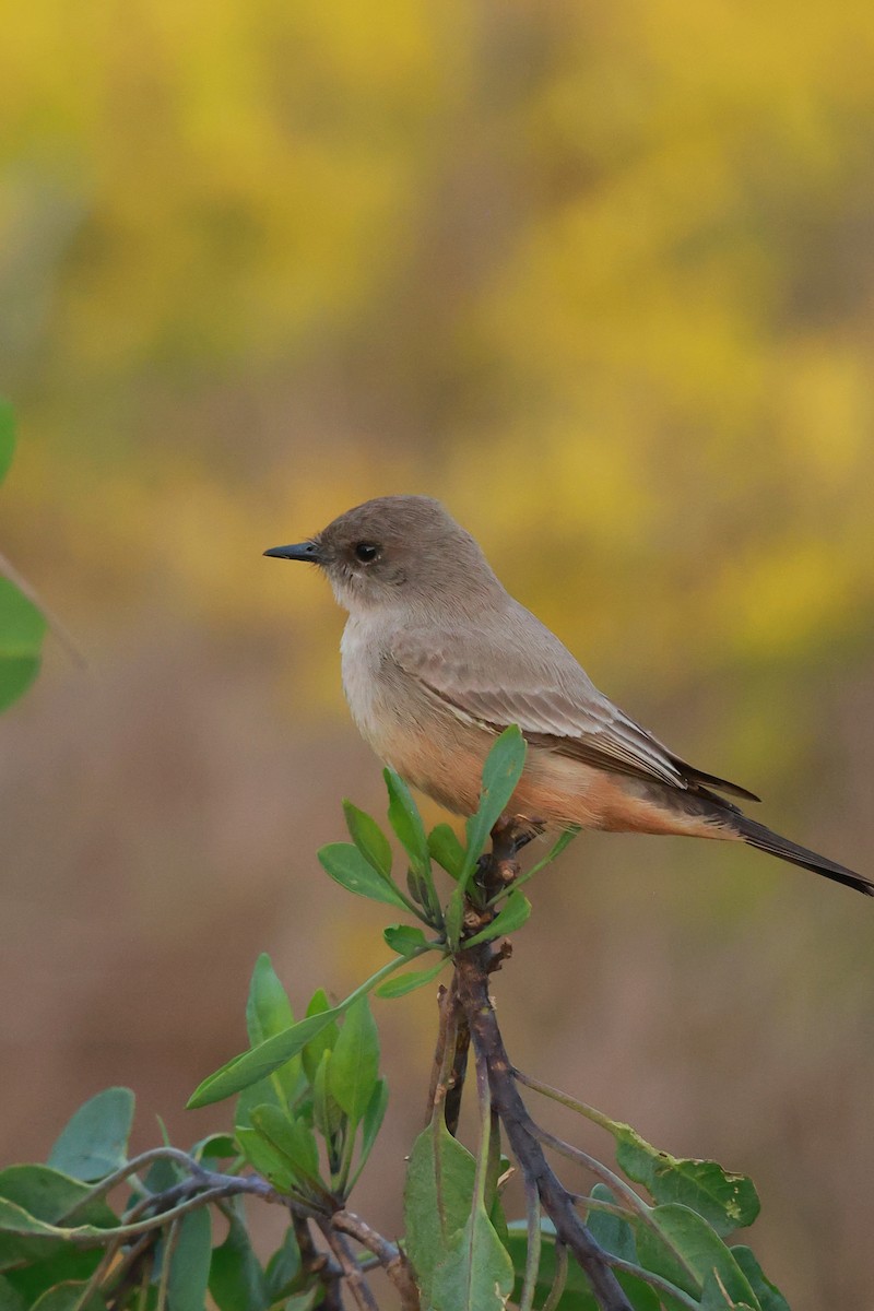 チャイロツキヒメハエトリ - ML645487692