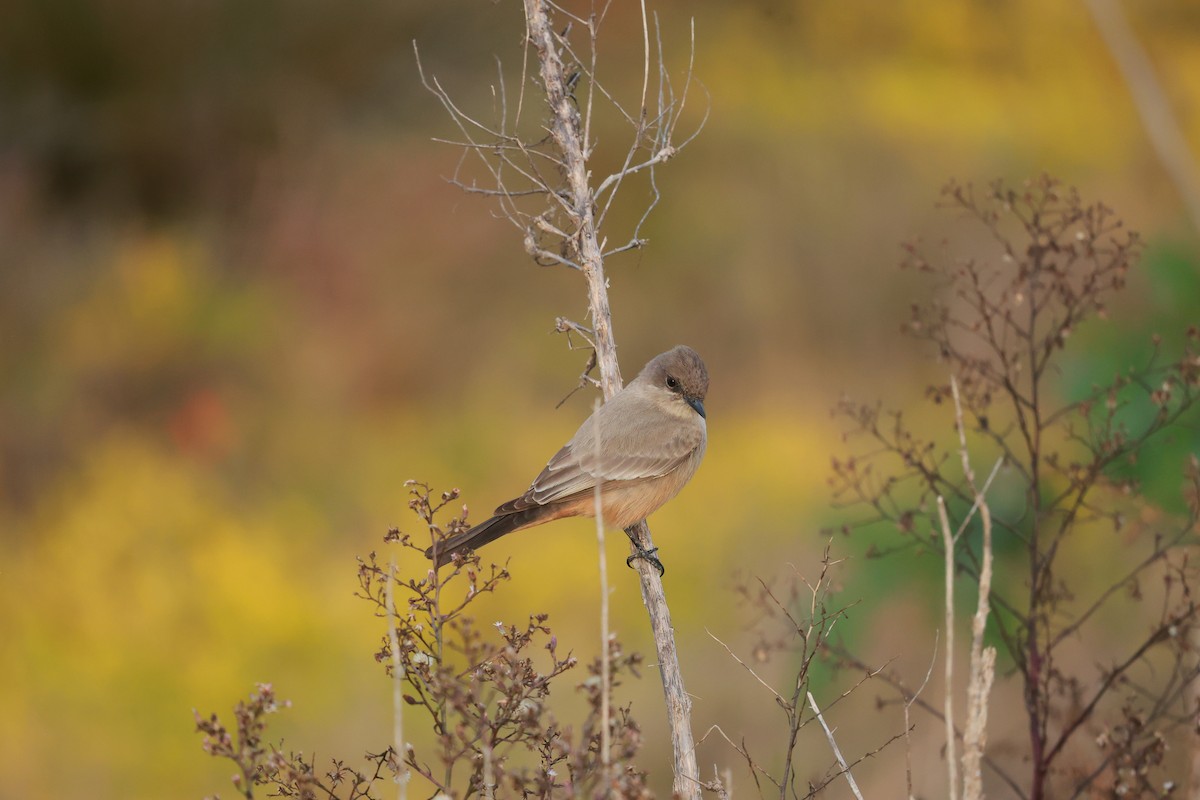 チャイロツキヒメハエトリ - ML645487693