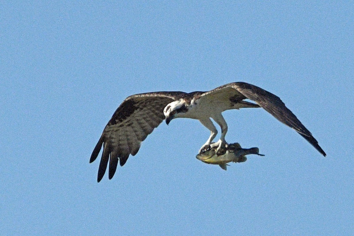 ミサゴ - ML645487695