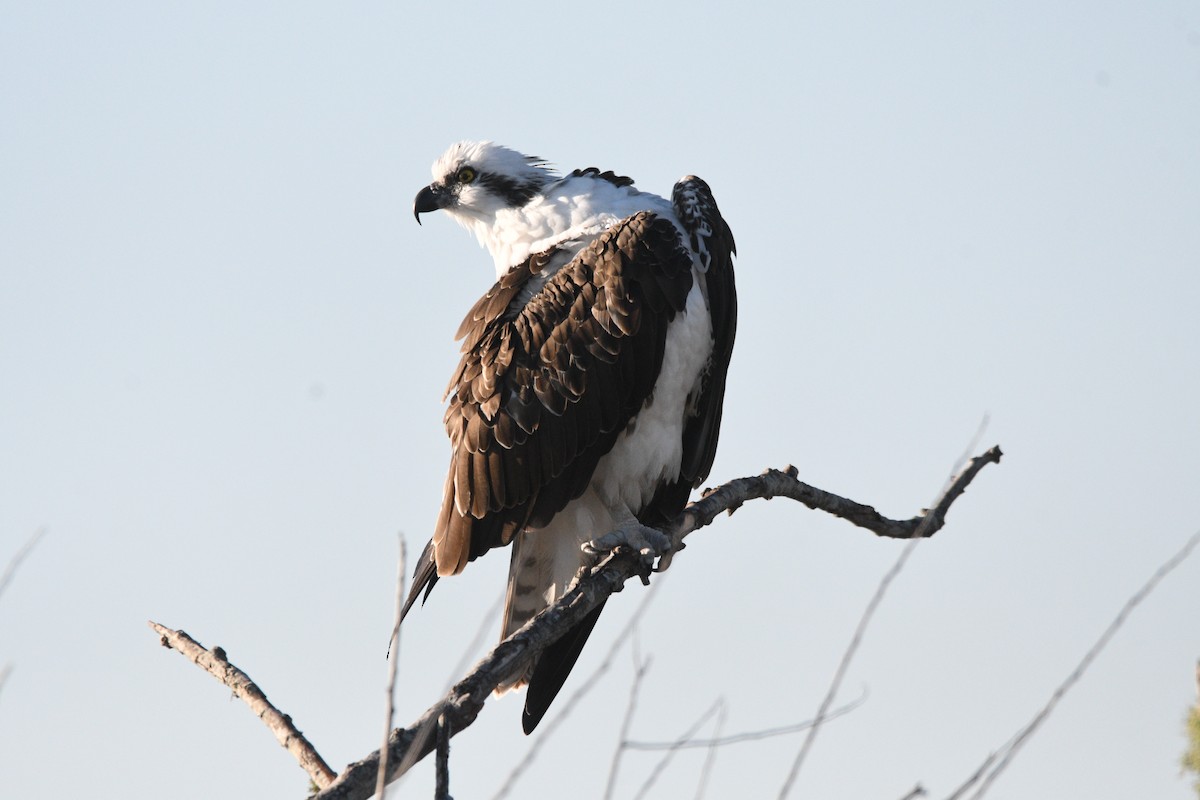 ミサゴ - ML645487696