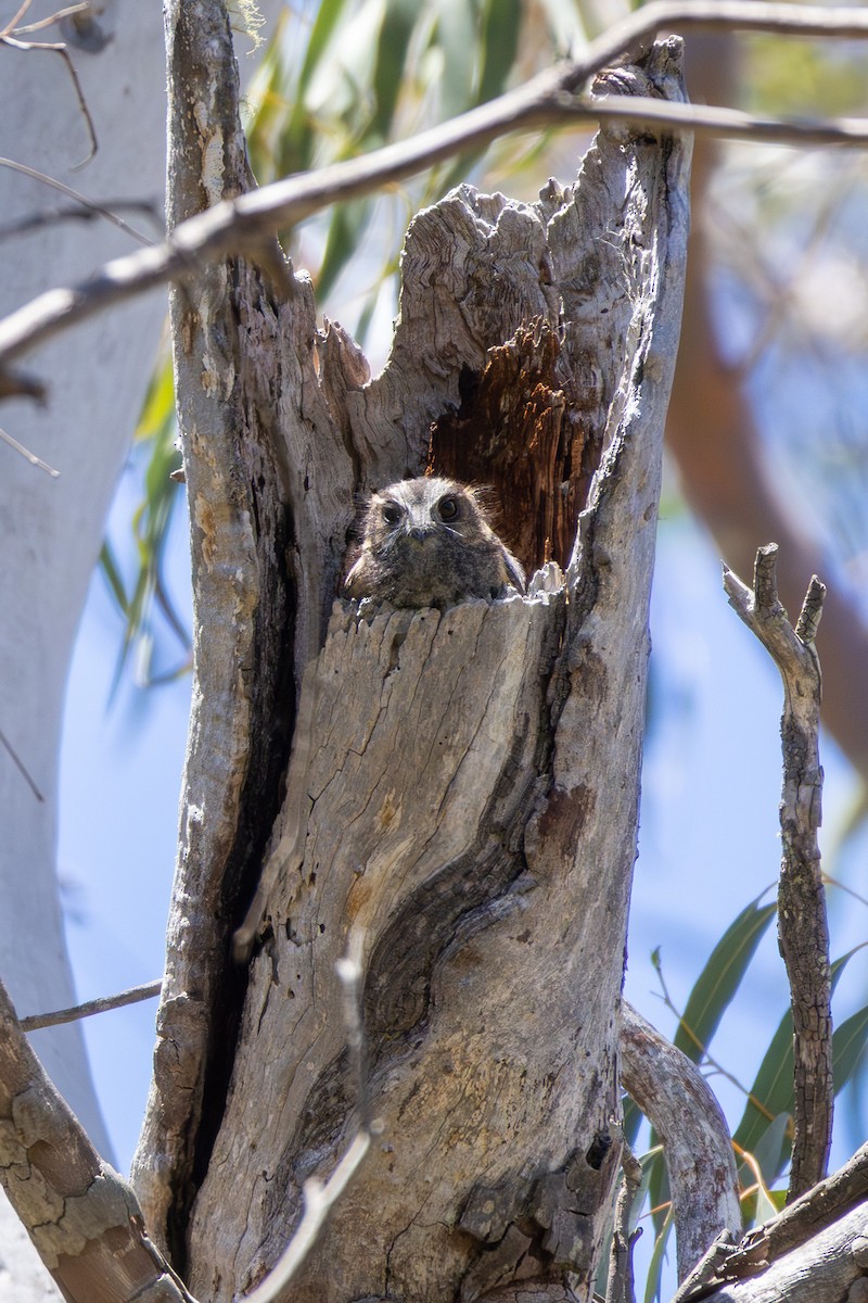 オーストラリアズクヨタカ - ML645487700