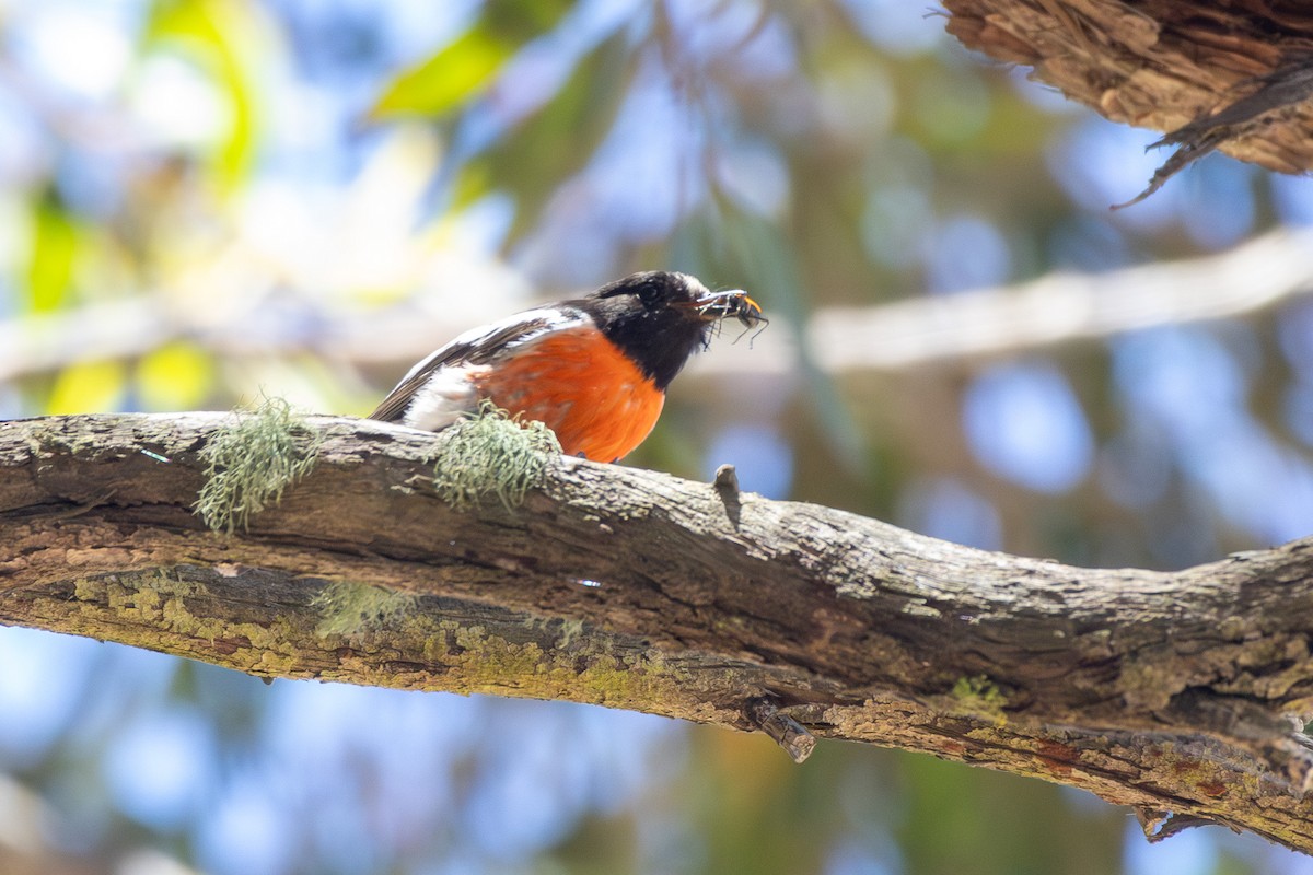 サンショクヒタキ - ML645487701