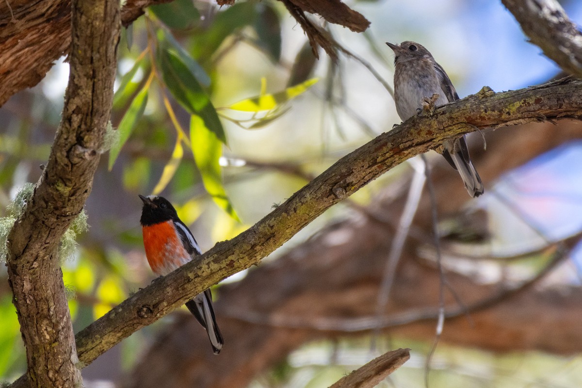 サンショクヒタキ - ML645487702